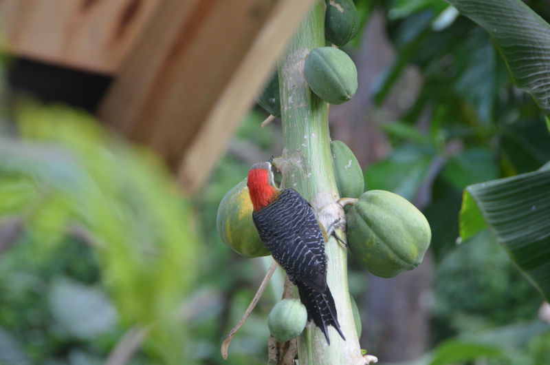 Woodpecker tasting one of our papaya